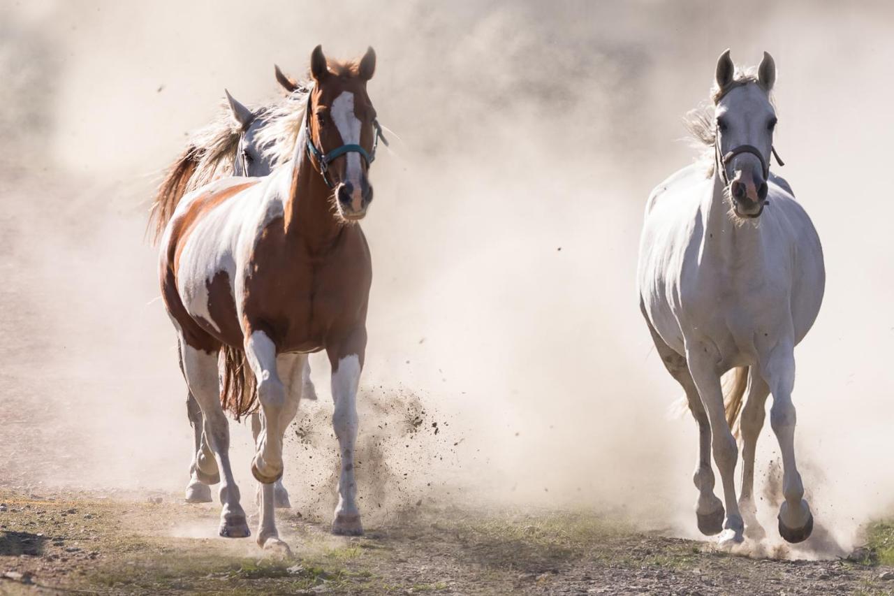 Ranchhouse Bubble - Westernstable - Horse Elterlein Exterior foto